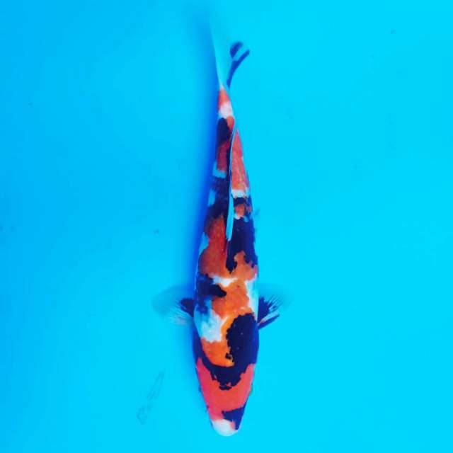 Showa