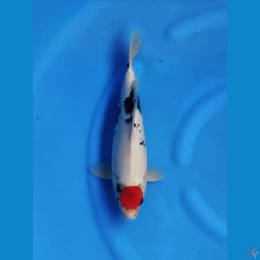 Hoshi 01 Tancho Showa 38cm / Male