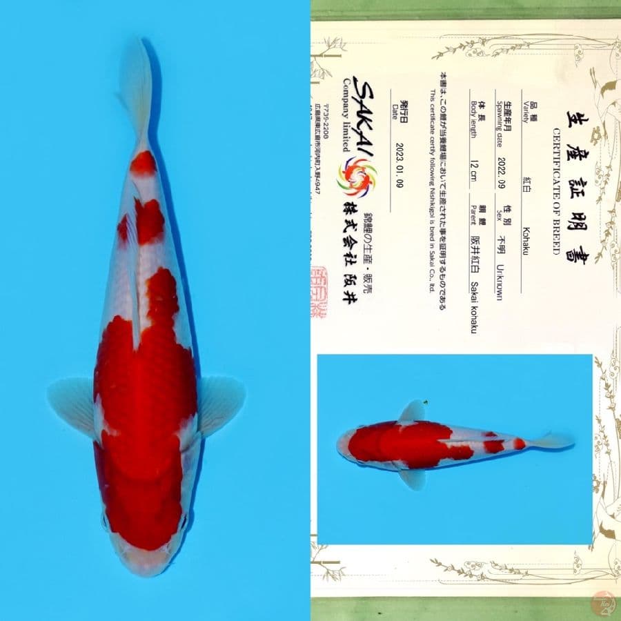 SAKAI KOHAKU HQ 20CM