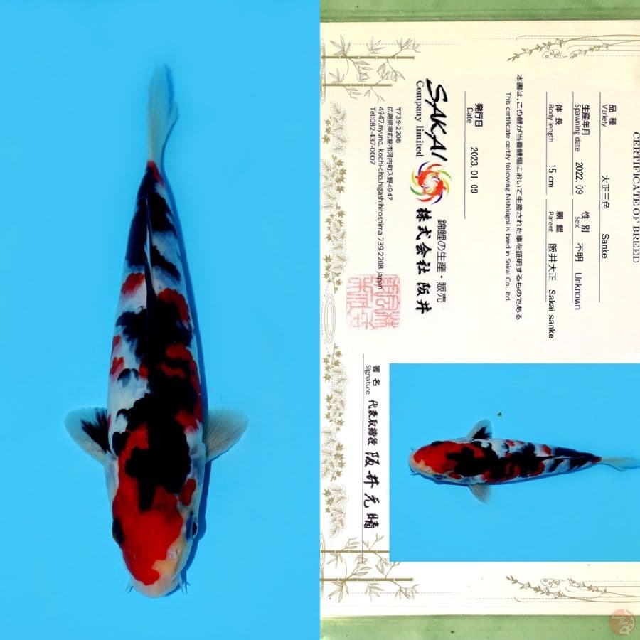 SAKAI SANKE HQ 23CM