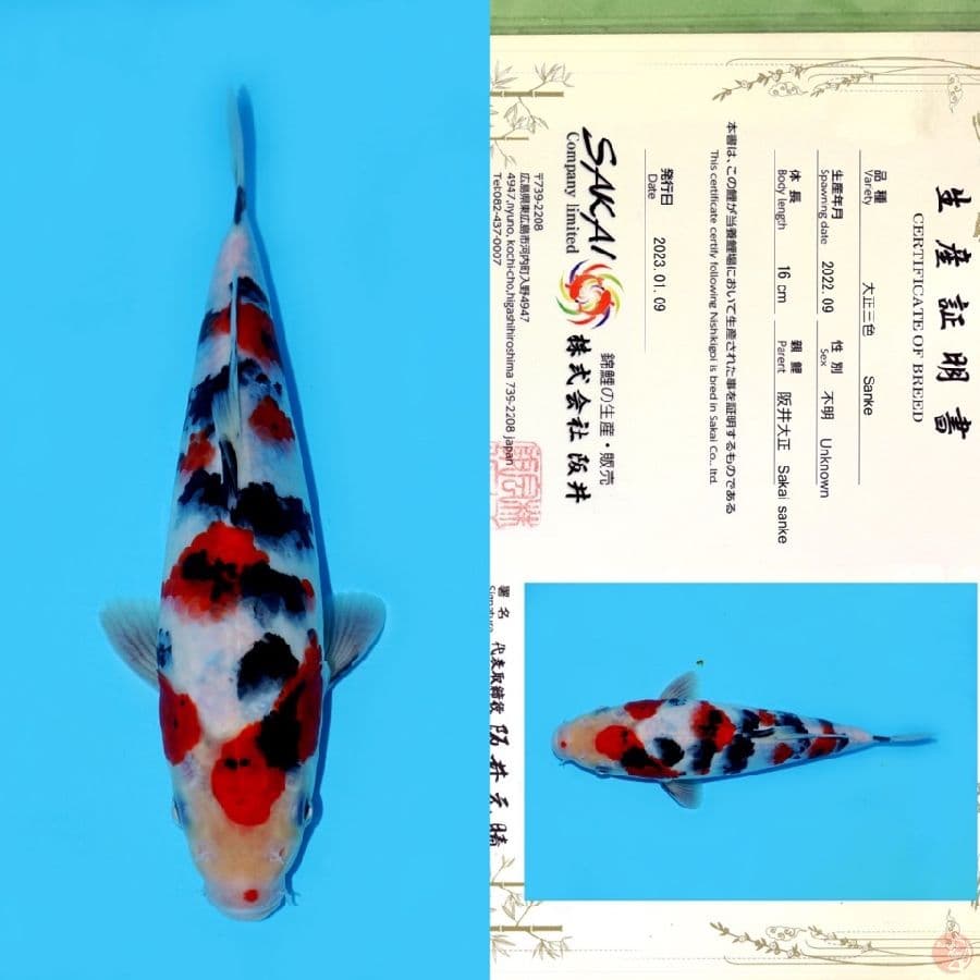 SAKAI SANKE SAKURA HQ 24CM
