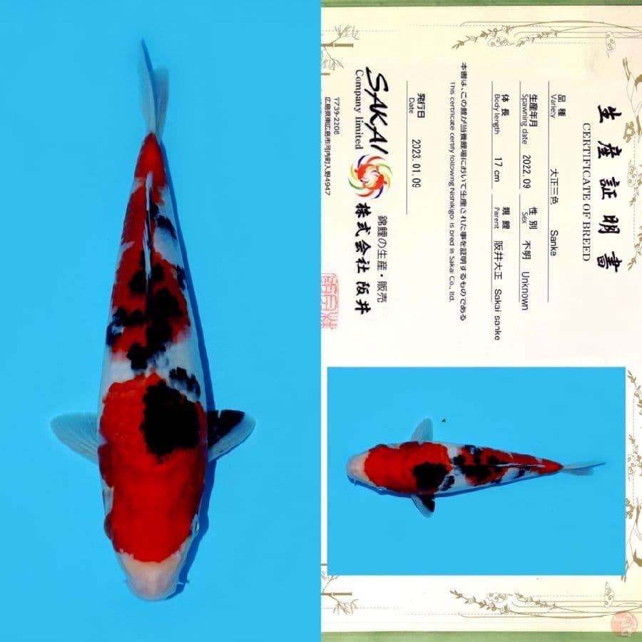 SAKAI SANKE HQ 25CM
