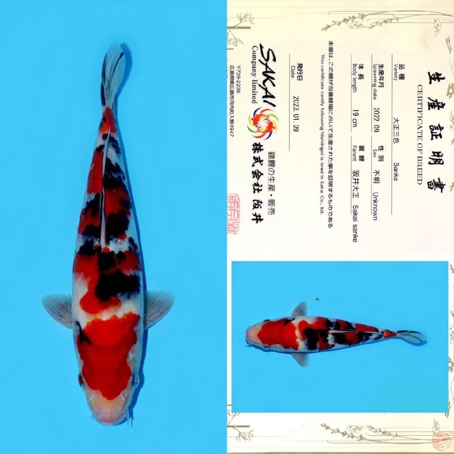 SAKAI SANKE HQ 27CM