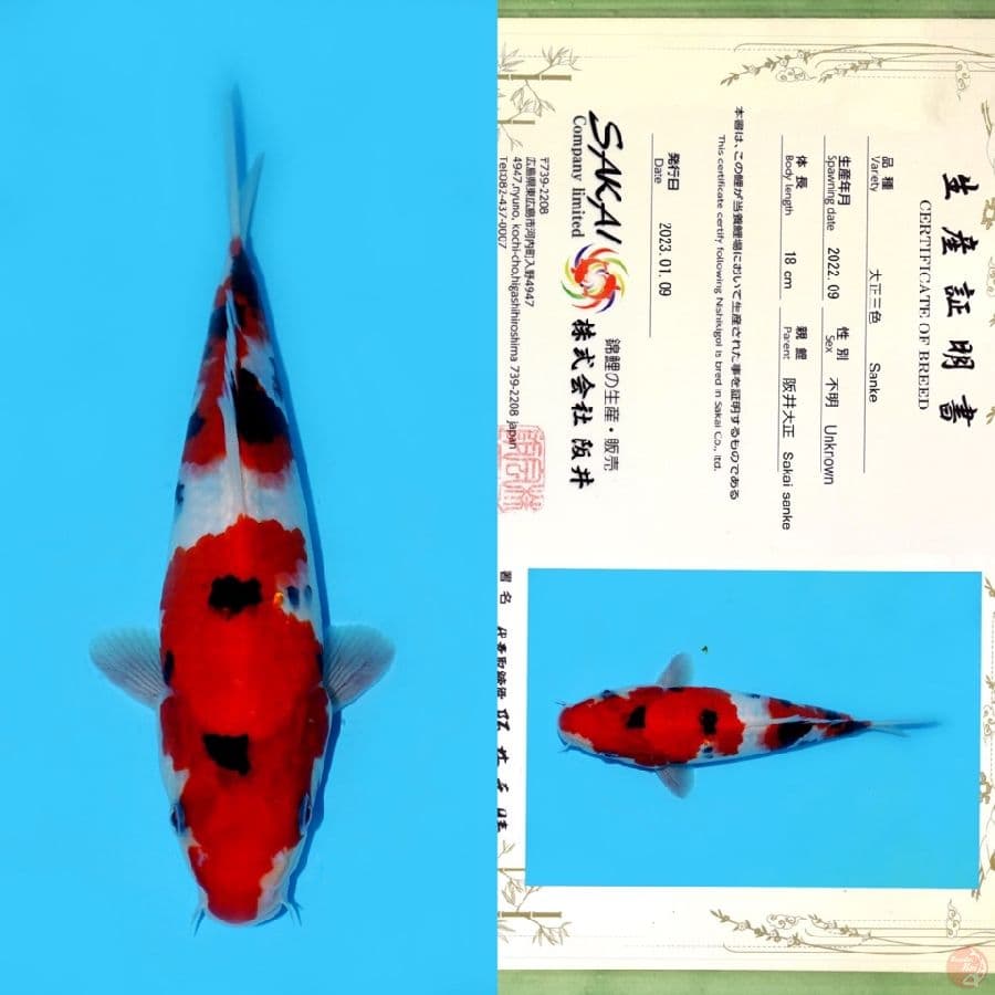 SAKAI SANKE HQ 26CM