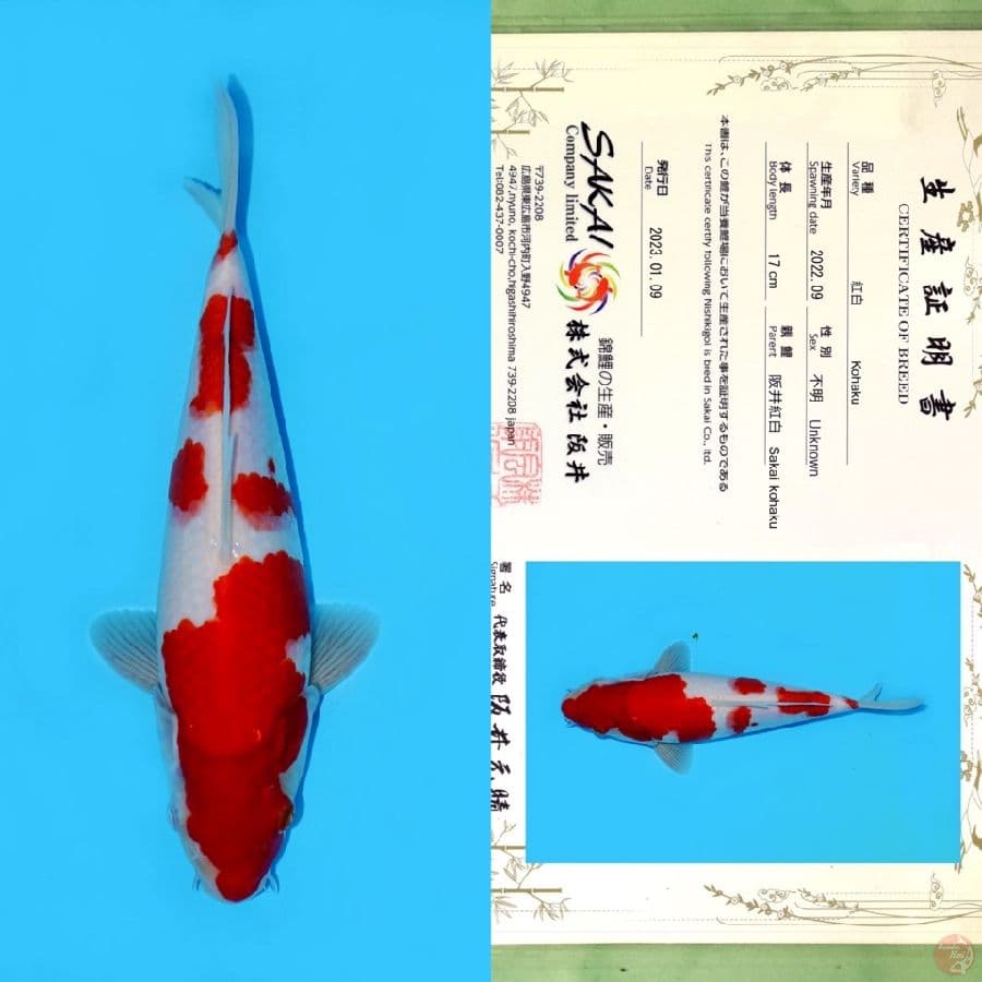 SAKAI KOHAKU HQ 25CM