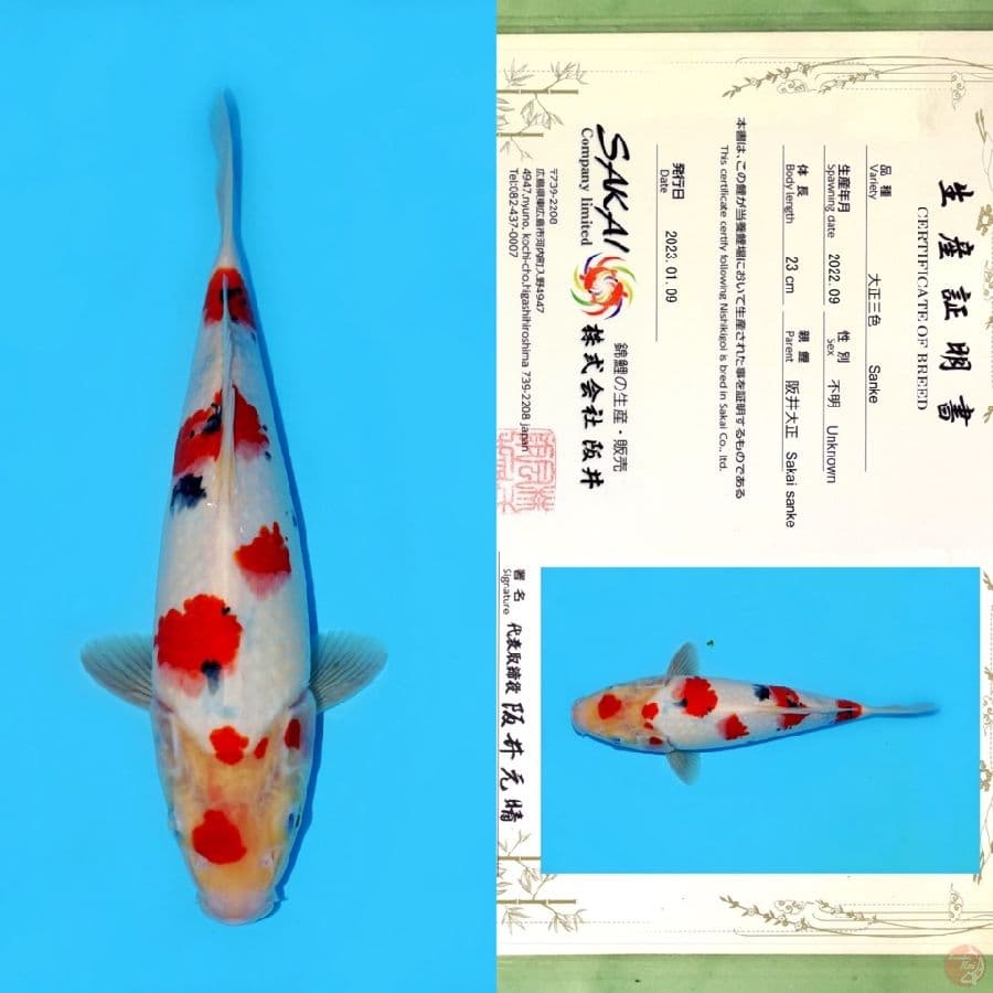 SAKAI SANKE SAKURA (tategoi) HQ 31CM
