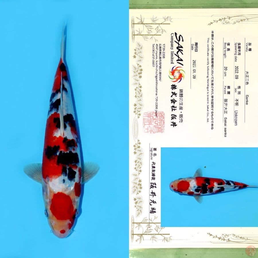 SAKAI MARUTEN SANKE HQ 28CM