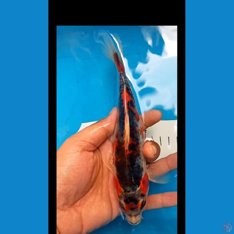 goshiku 18cm