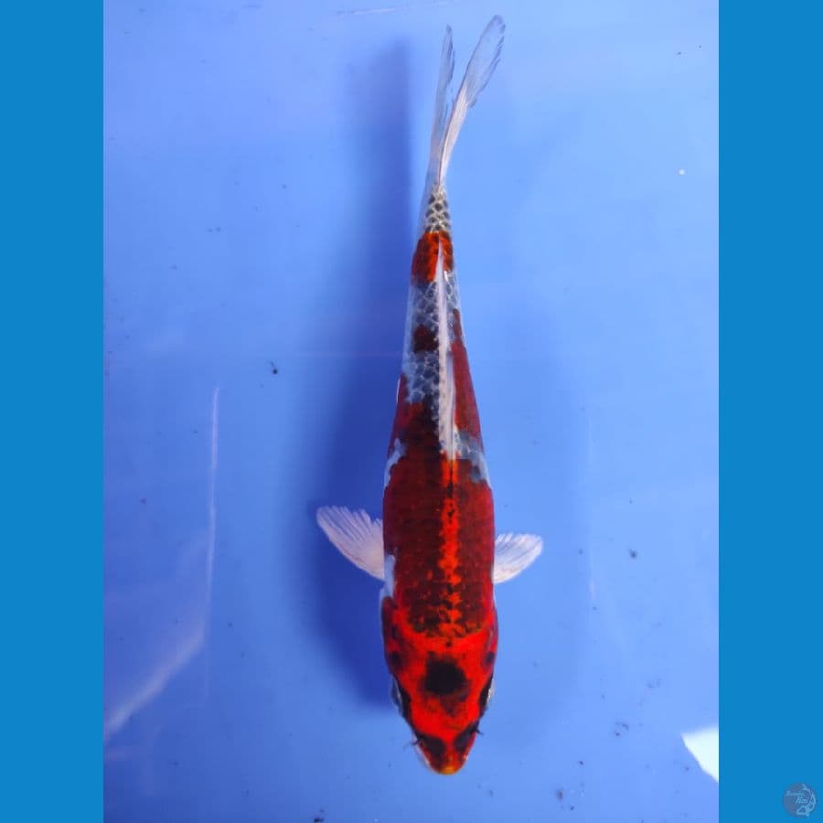 red kujaku 14cm