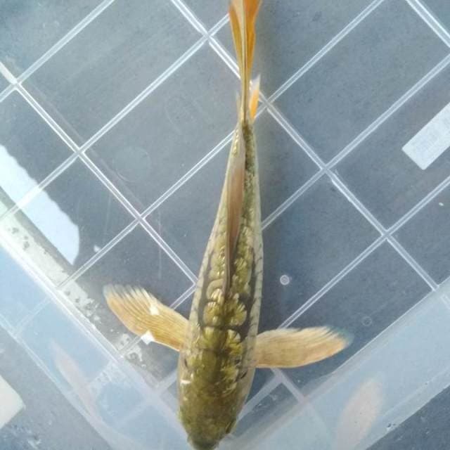 Aragoke ginrin slayer.,, 22,5cm