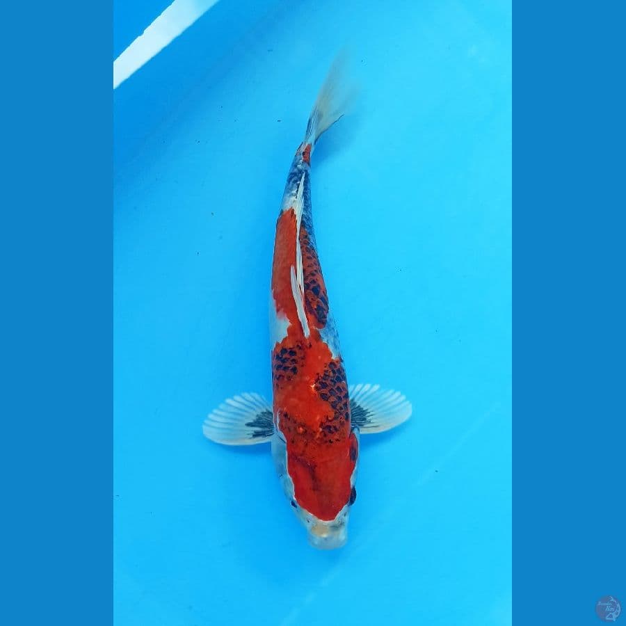 Kin showa 28cm male