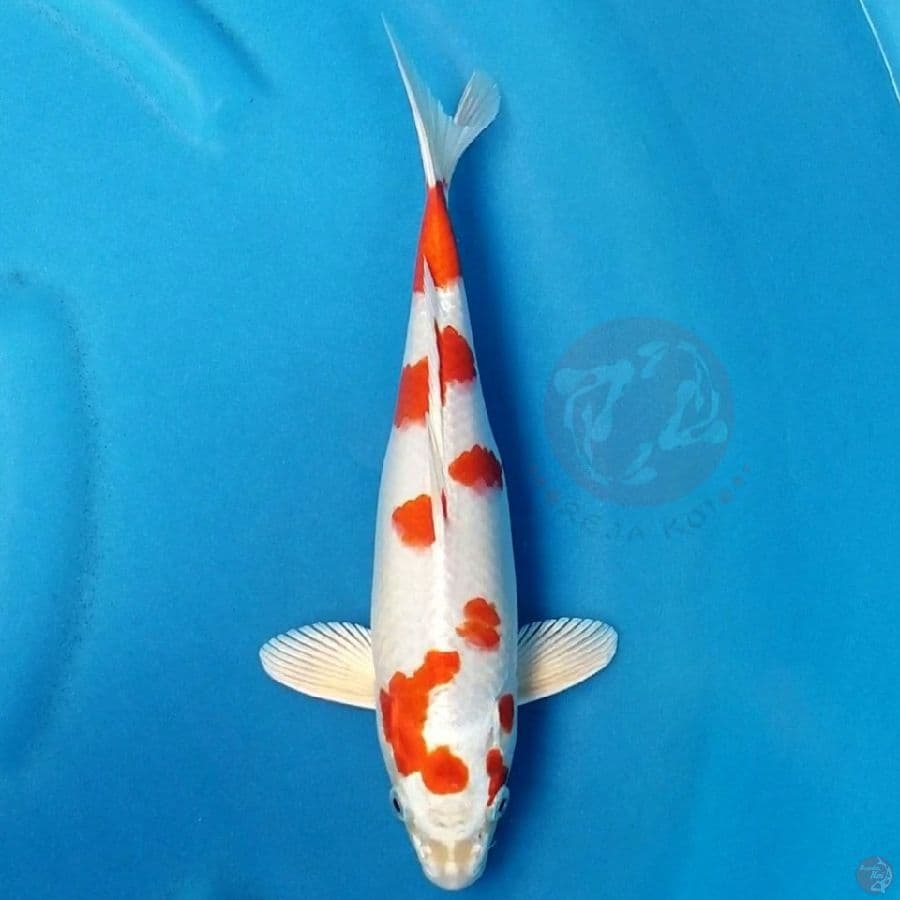 SQ SAKURA OGON 30BU MALE