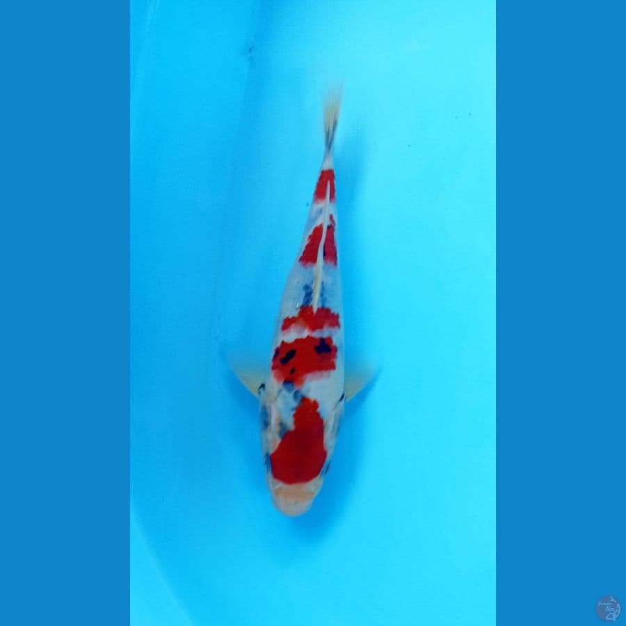 Showa tategoi 24cm male