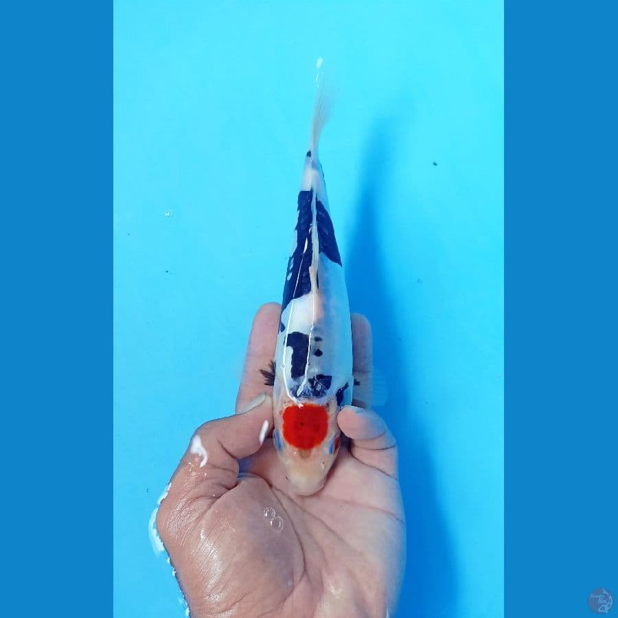 Tc doit 22cm