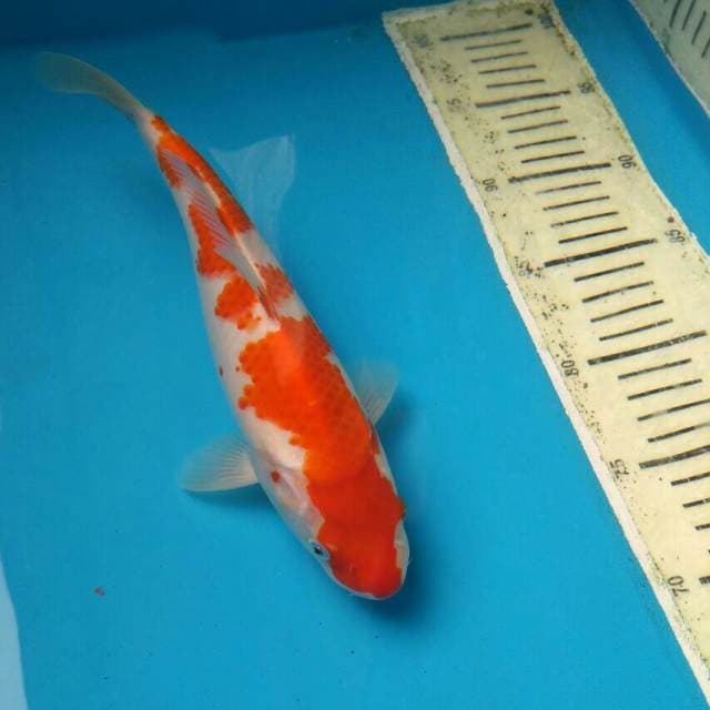 KOHAKU BORDAN F1