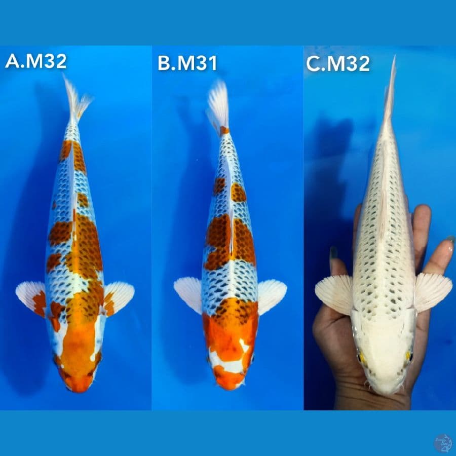 HQ kujaku 2ekor. matsuba antik 1 ekor. 31_32cm all male