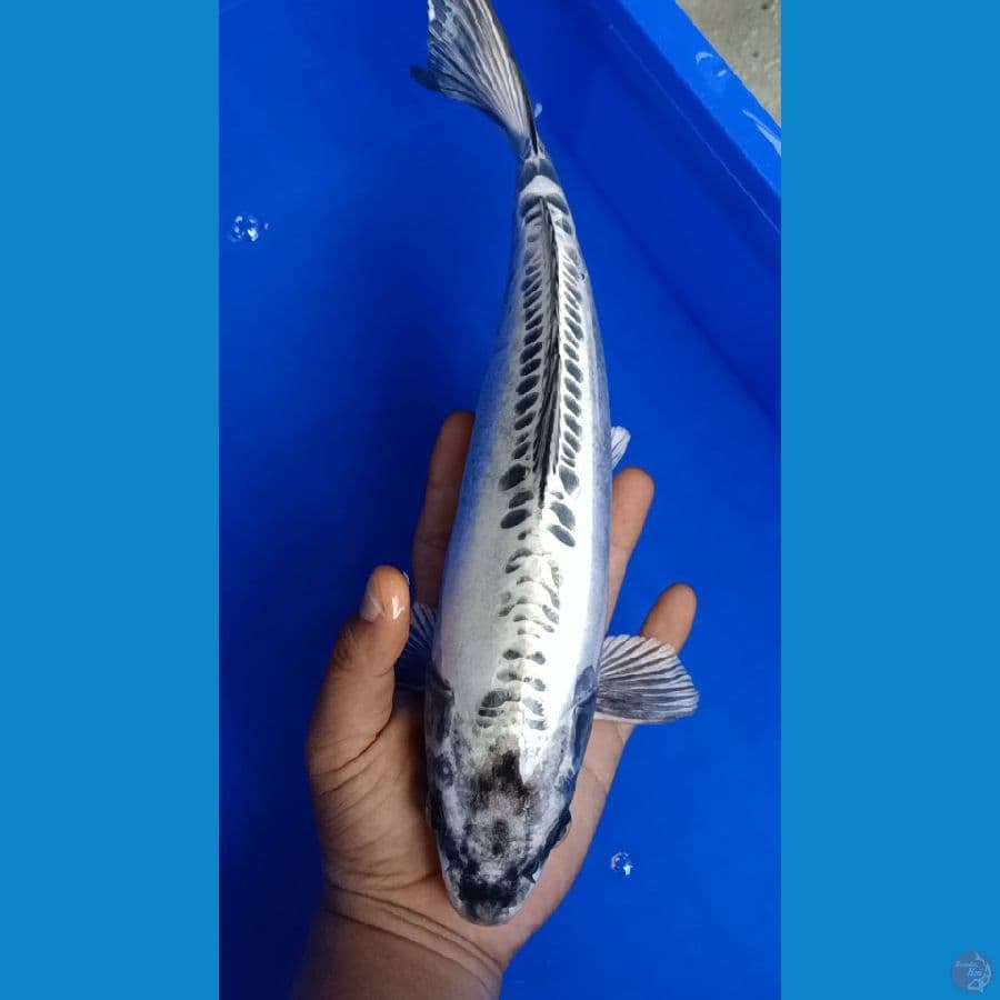 Mizhuo 33cm Jantan