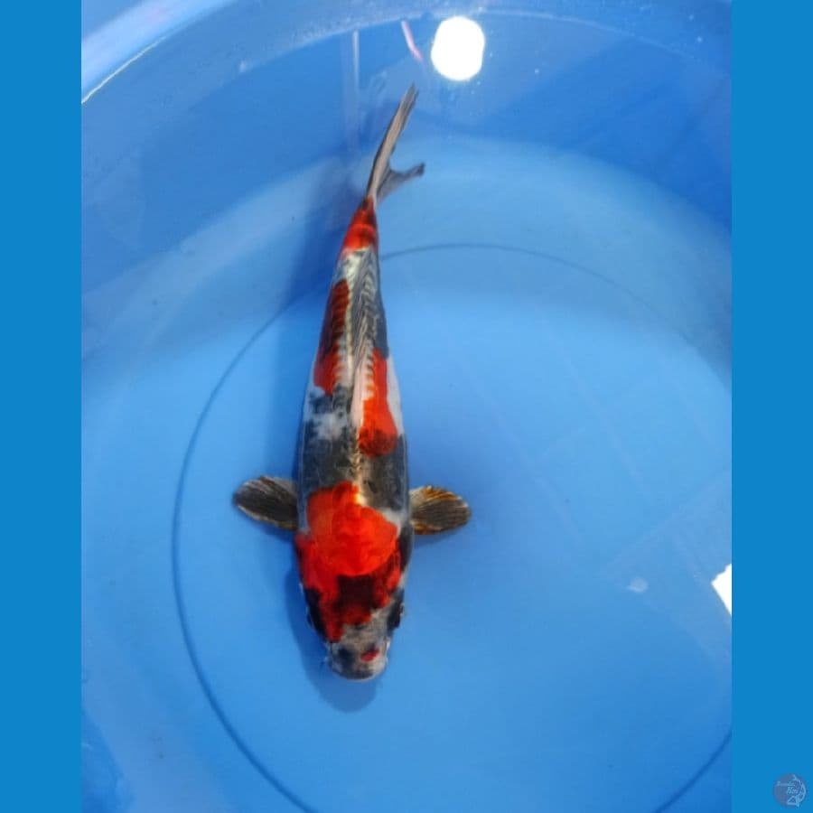 Beny kiko antik sb oryginal 35cm