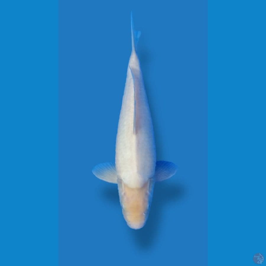 SHIROMUJI CALON BADAK SZ 50BU 48CM++