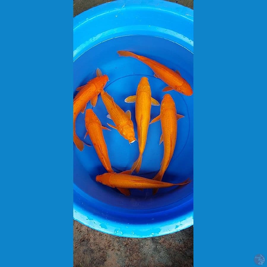 Karashi Mata Merah