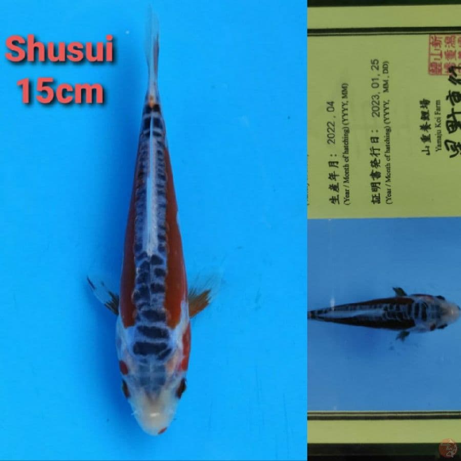YAMAJYU SHUSUI 15CM SERTI