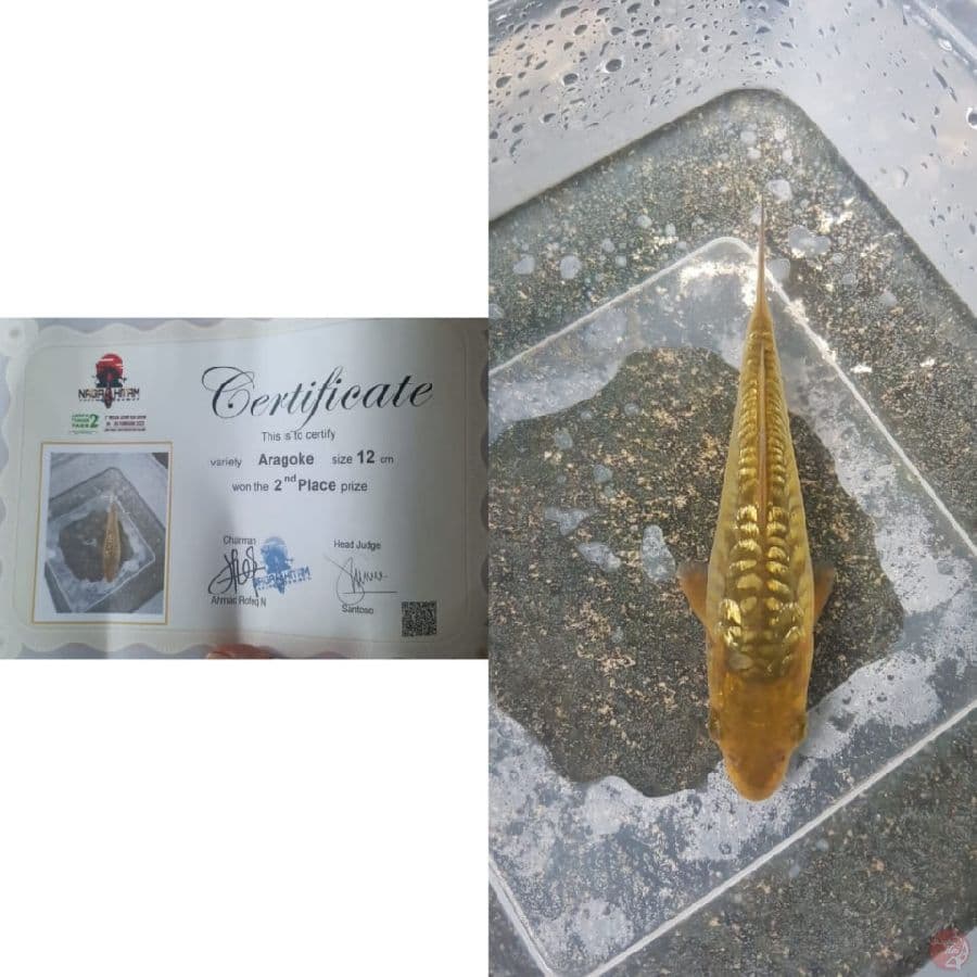 aragoke fuull ginrin 12cm serty juara 2 mega jatim koi show