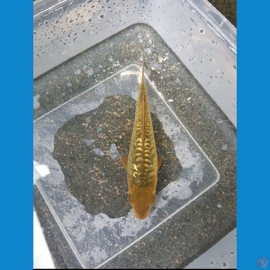 aragoke fuull ginrin 12cm serty juara 2 mega jatim koi show