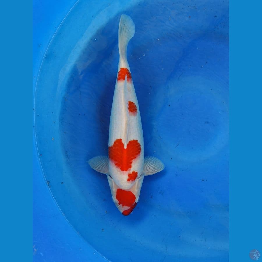 kohaku bulky 40 cm punuk male