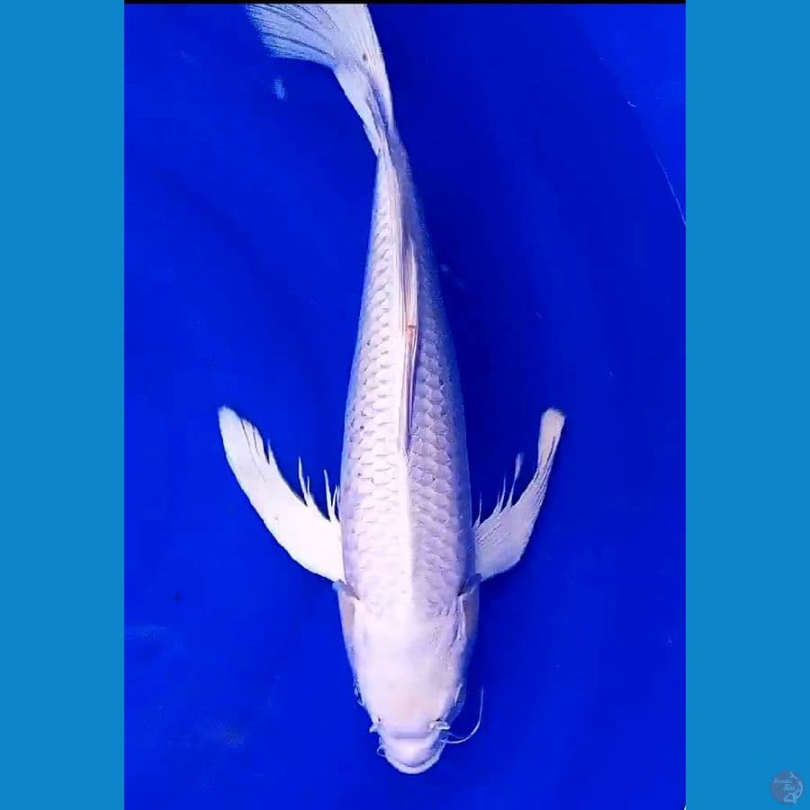 kumpay platinum f 42