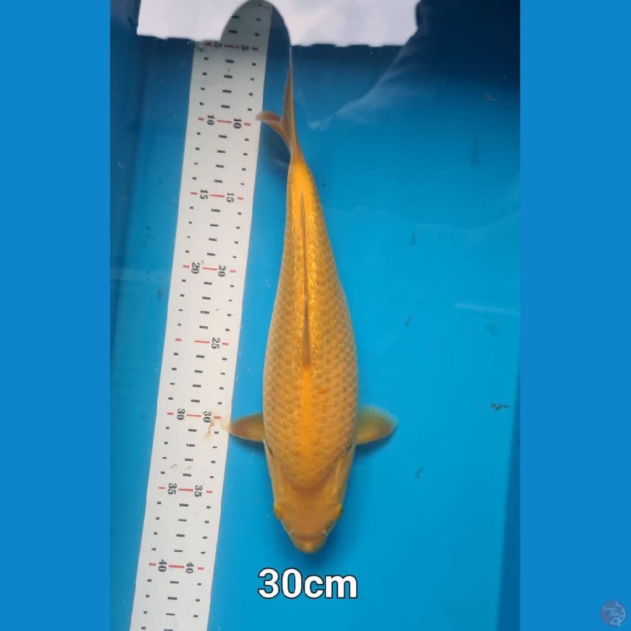 Caramel Ginrin 30 cm punuk