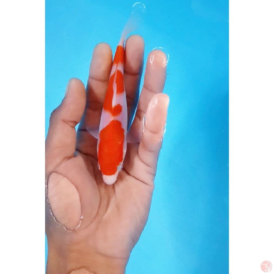 K H K 13.Cm