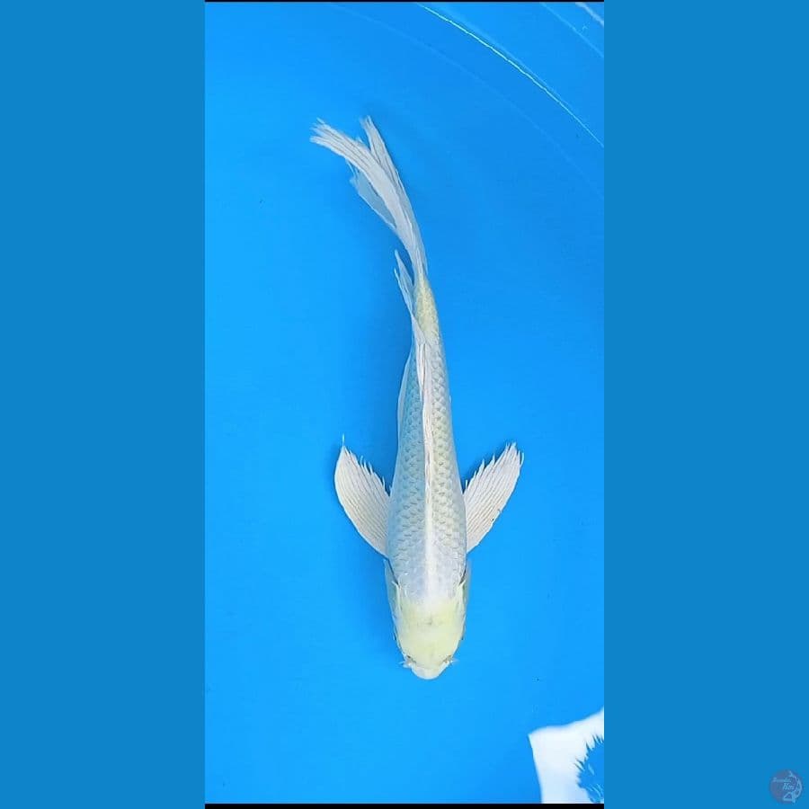 platinum sleyer size : 36 cm