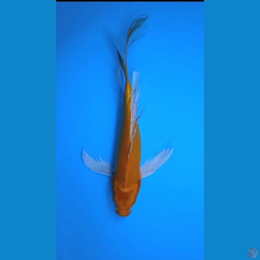 ogon sleyer size : 36 cm