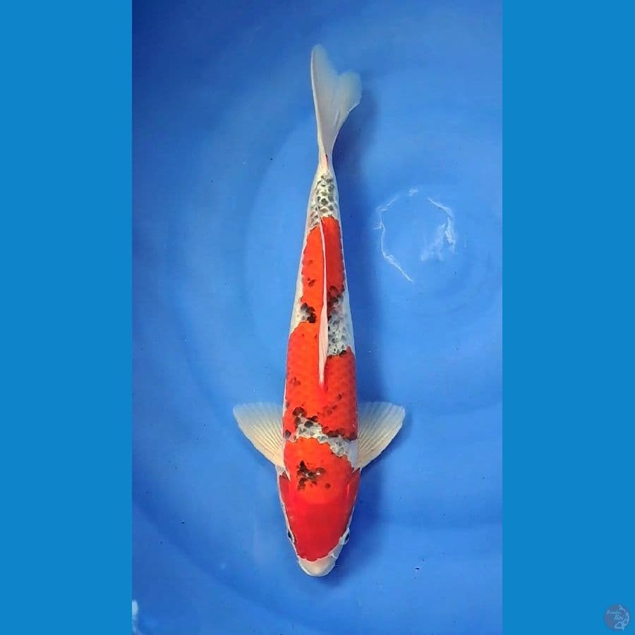 GOSHIKI 41cm