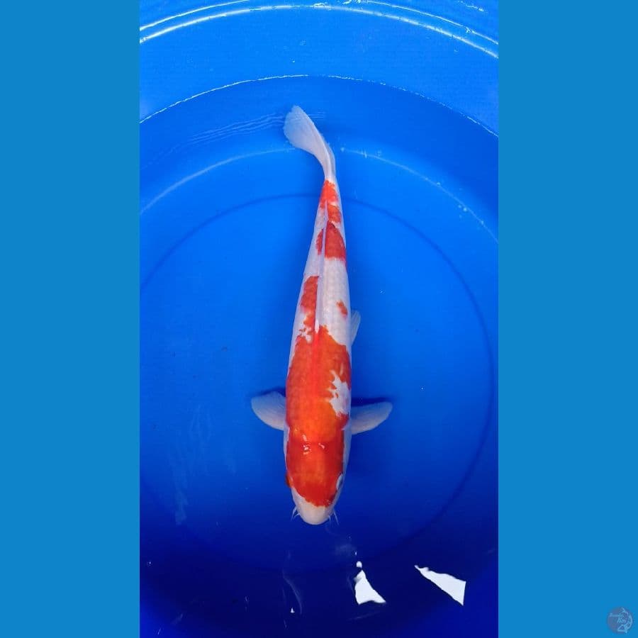 kohaku 45 cm