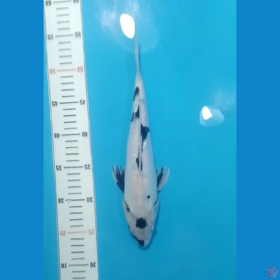 Doitsu Shiro Utsuri Tategoi 31cm (F)