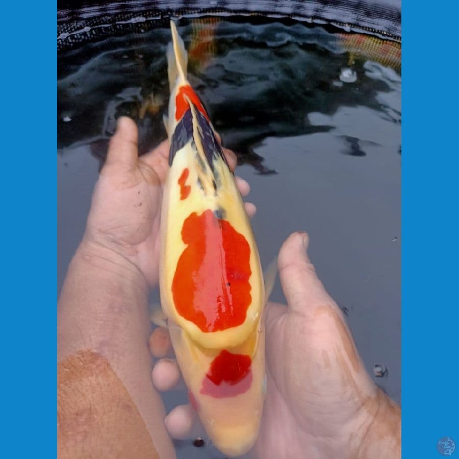 Showa Doitsu Murni Punuk tinggi 39 cm