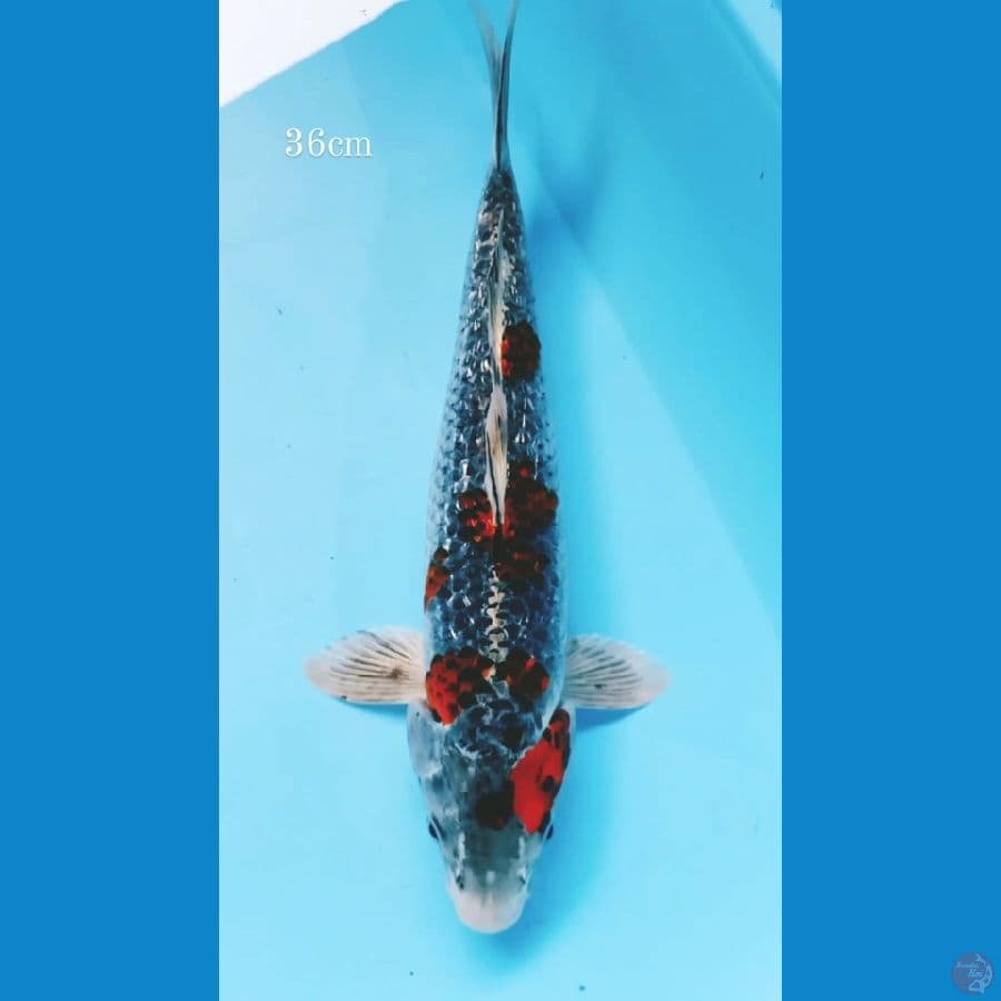 Kurogoshiki ginrin 36cm