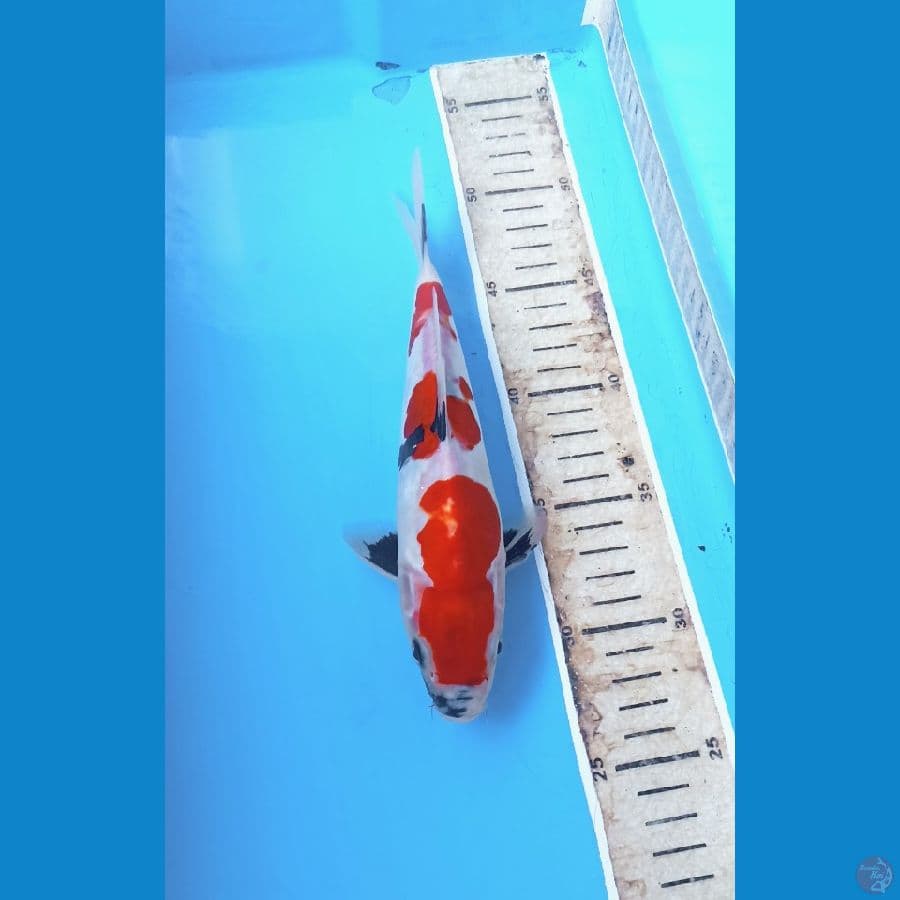 Showa doit 23cm
