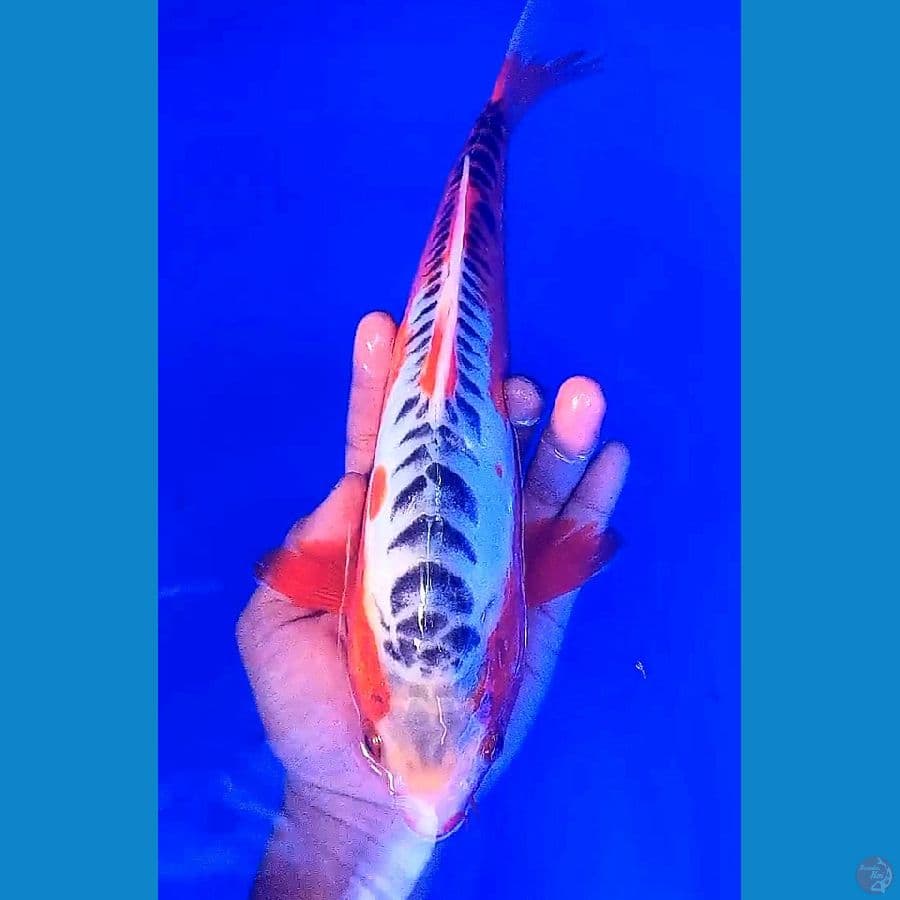 sushui 32 cm