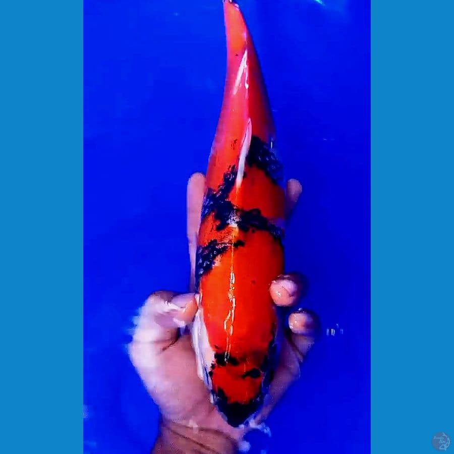unlimited BENIMATSUKAWA jozz F34 cm