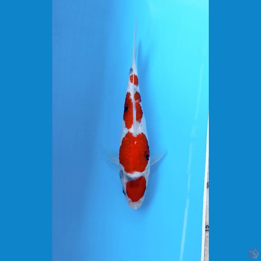 Showa tategoi 25cm