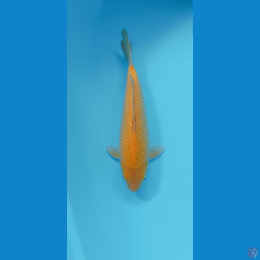 KARASHI CORN 27CM MALE