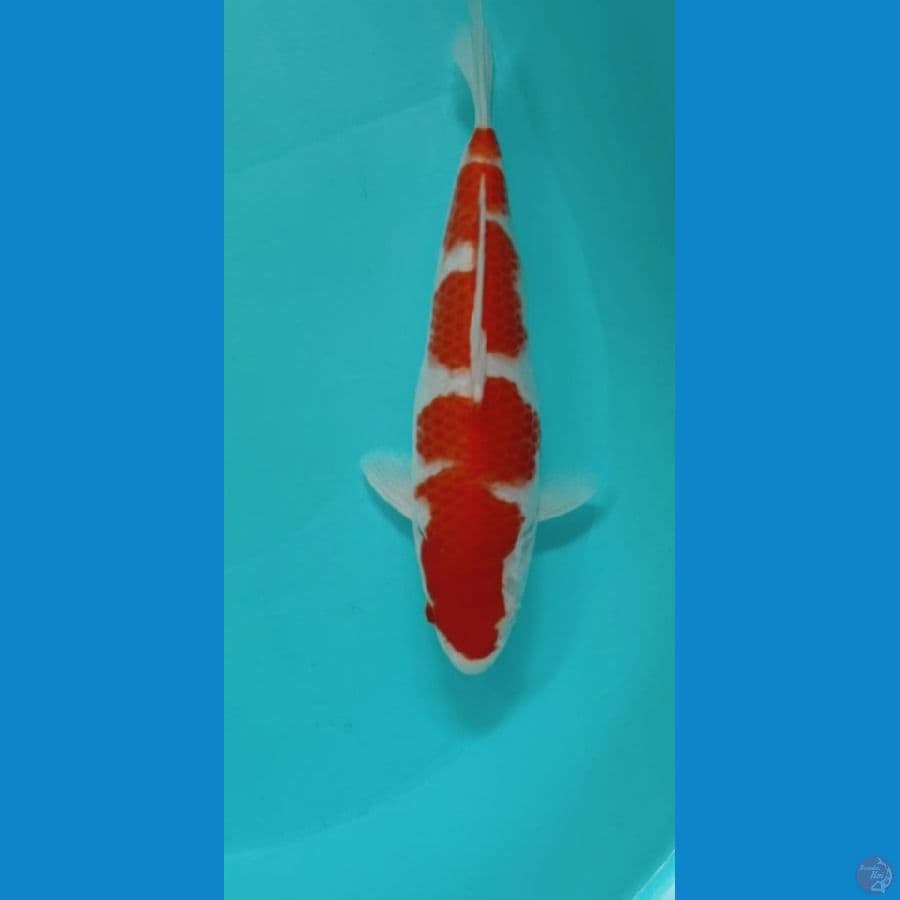 KOHAKU 27CM FEMALE
