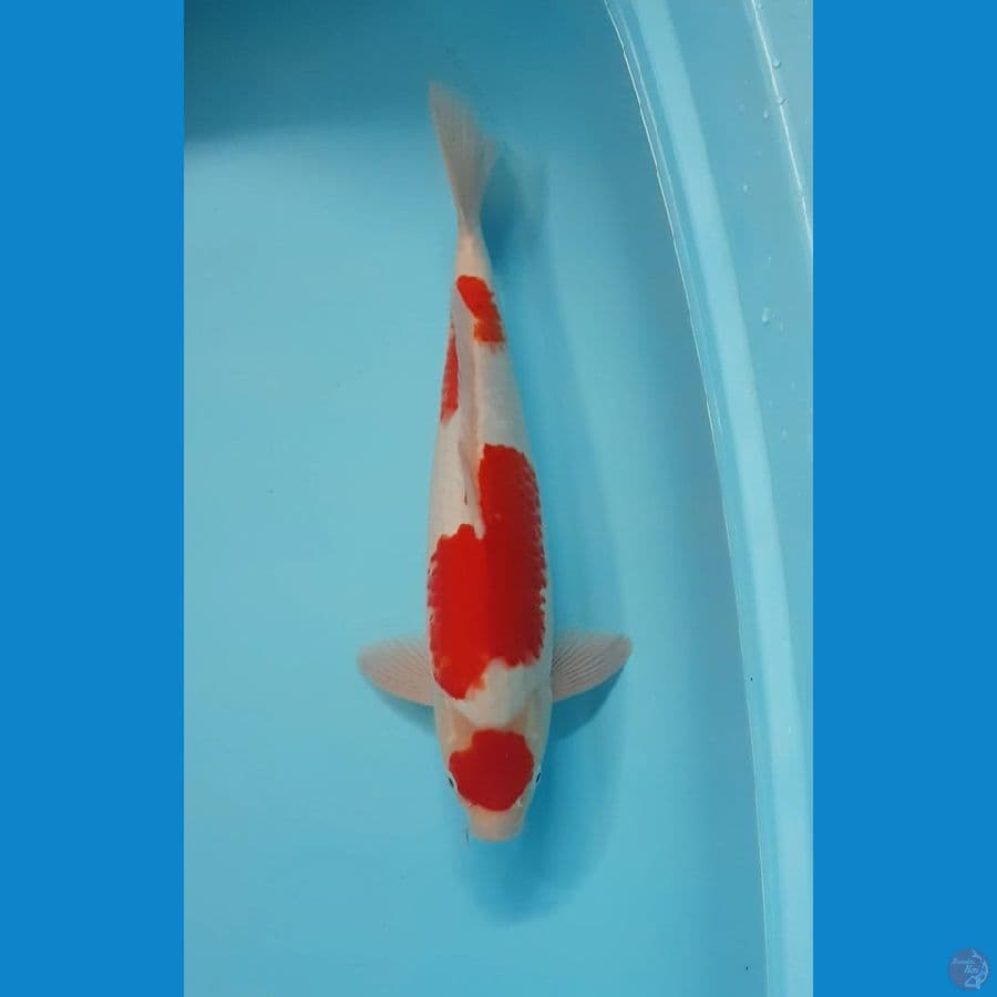 MARUTEN KOHAKU 38cm