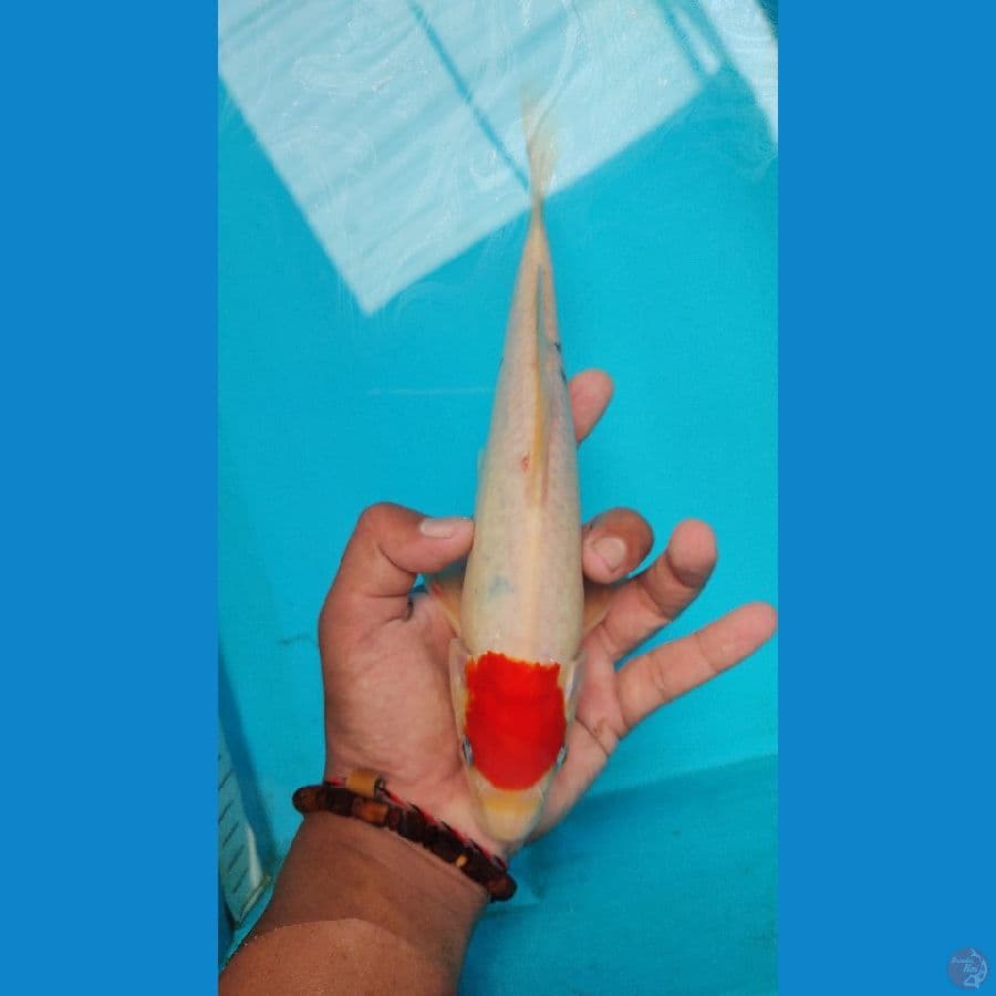tancho 25 cm
