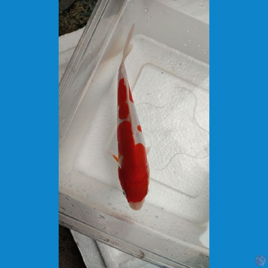 kohaku doit 18 cm bahan kipingan putih merah merona