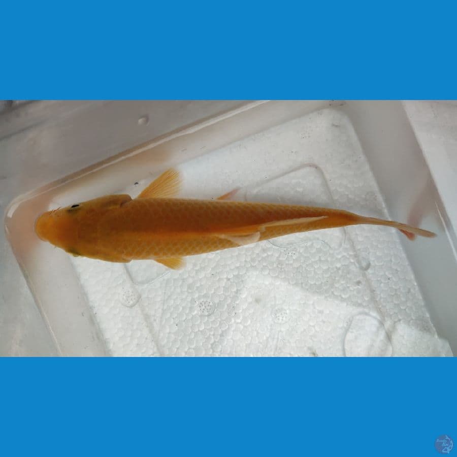 karamel jagung 20 cm