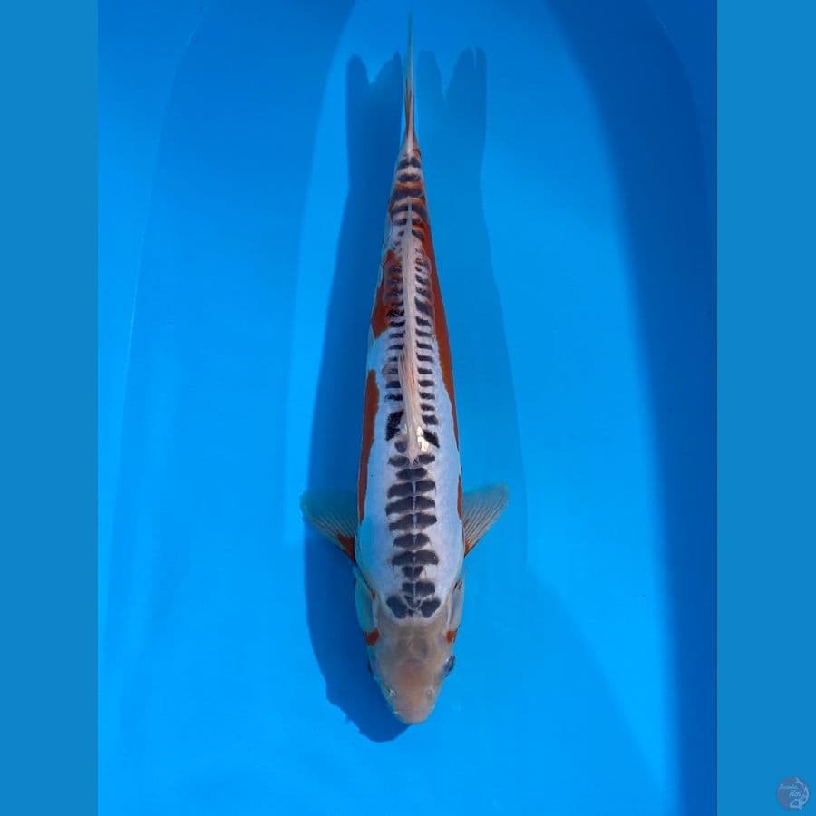 HANA SUSUI MALE 41CM