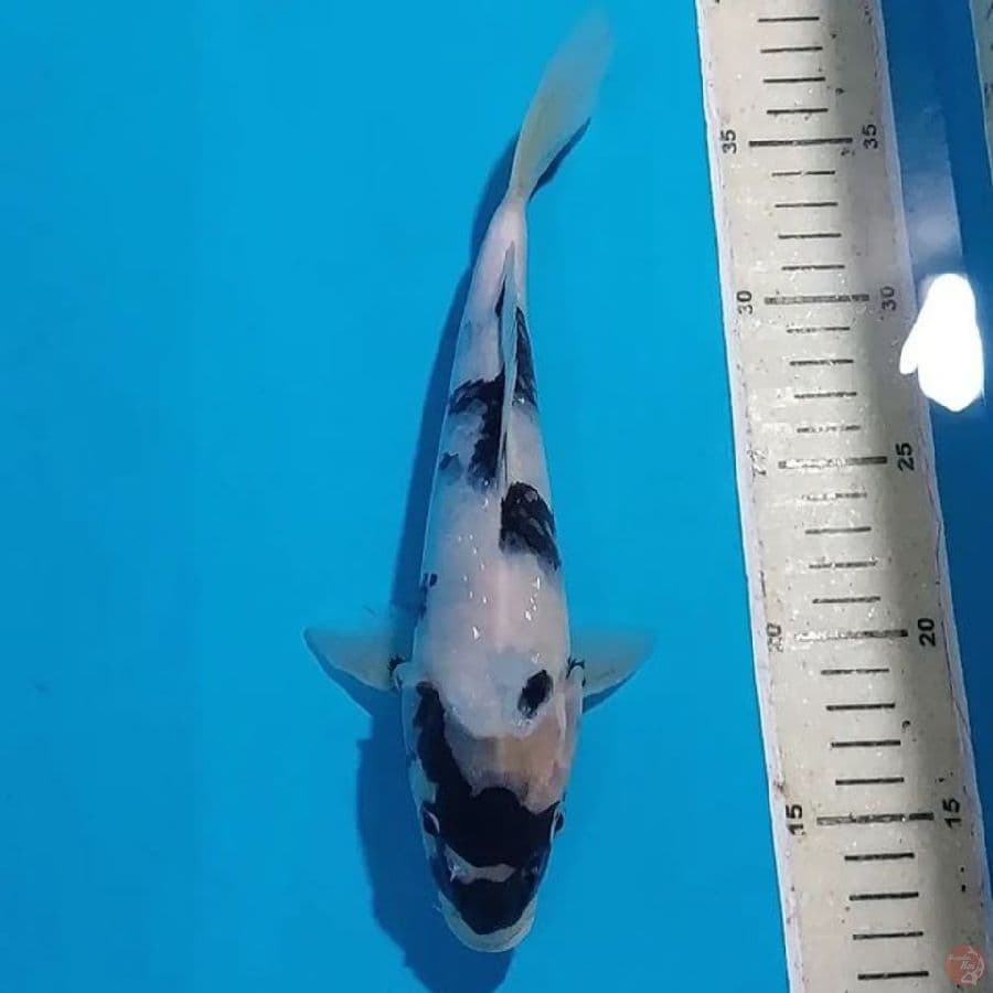 SHIRO QUALITY 26 CM